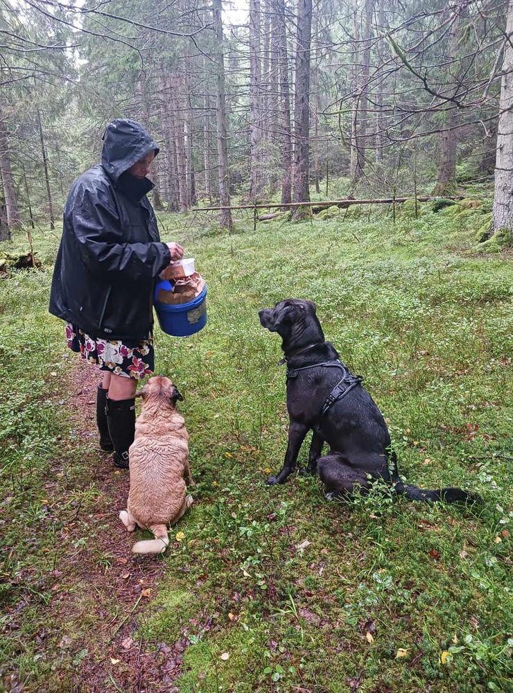 Den som väntar på något gott... Hundarna Loke och Zipper i skogen i Myckleby den 26/8.