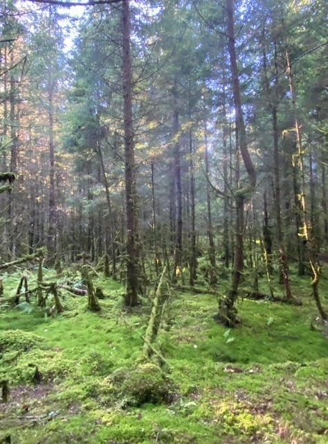 Augustisol i trolska skogen Henån. 