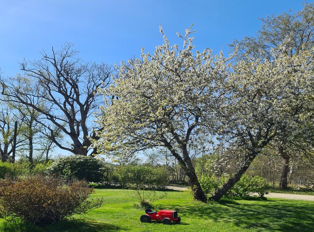 När de vackra körsbärsträden börjar blomma då vet man att våren är här.