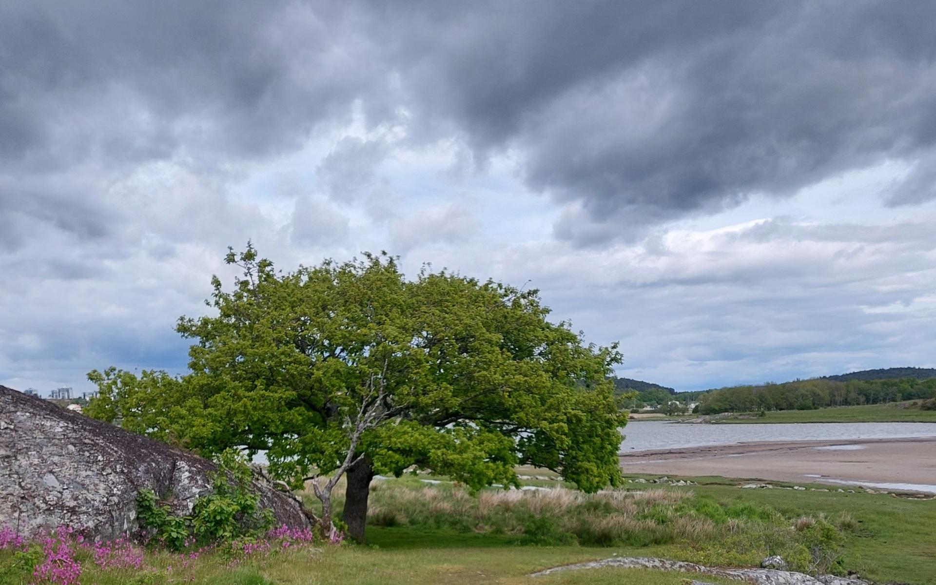 Norums holme. Majväder, härlig grönska och blomsterprakt.