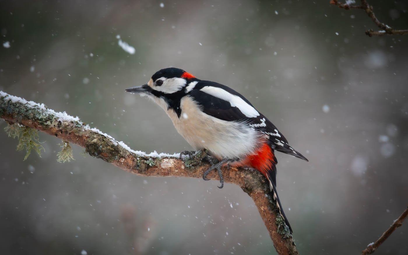 Hackspetten fryser i snöfallet, Röra Strand.