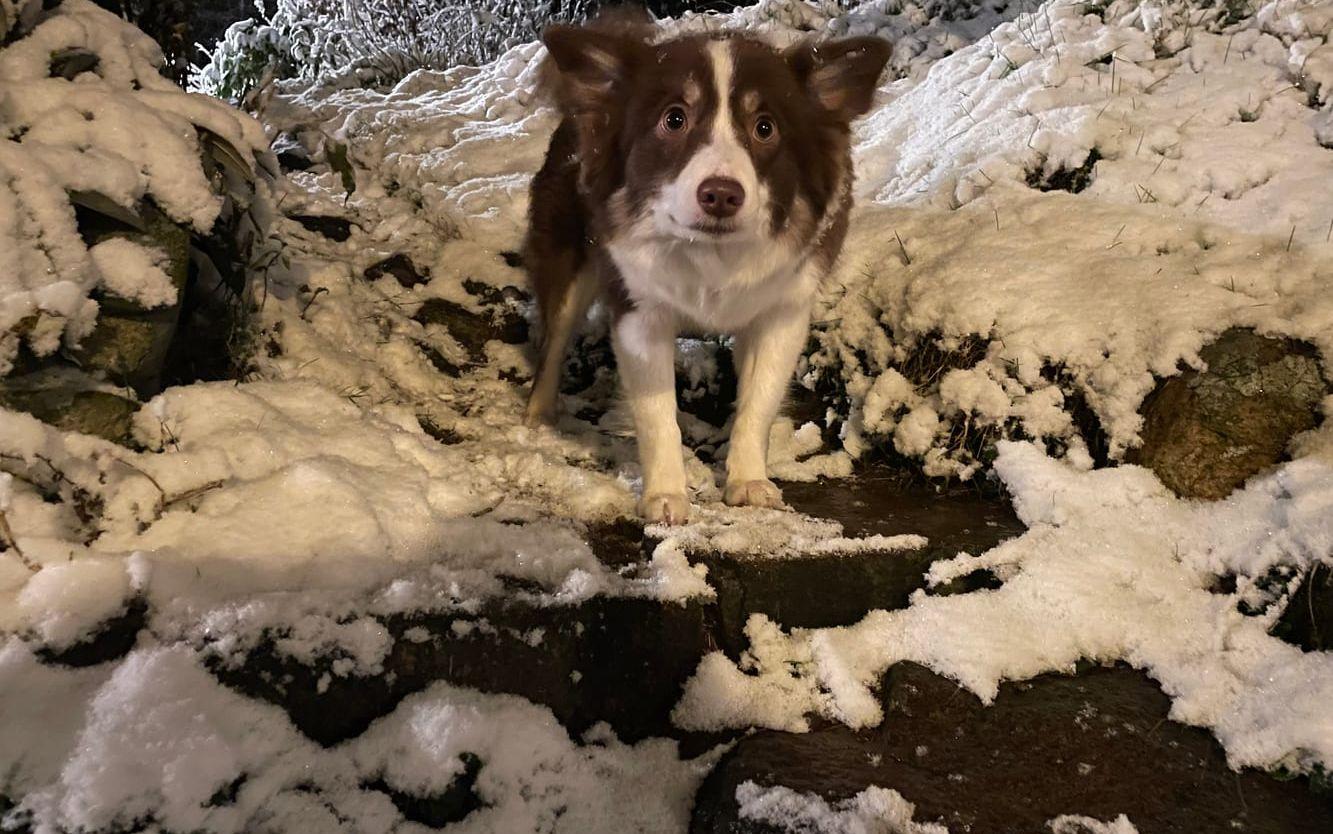 PollyHulda är född på sommaren och inte van vid snö!