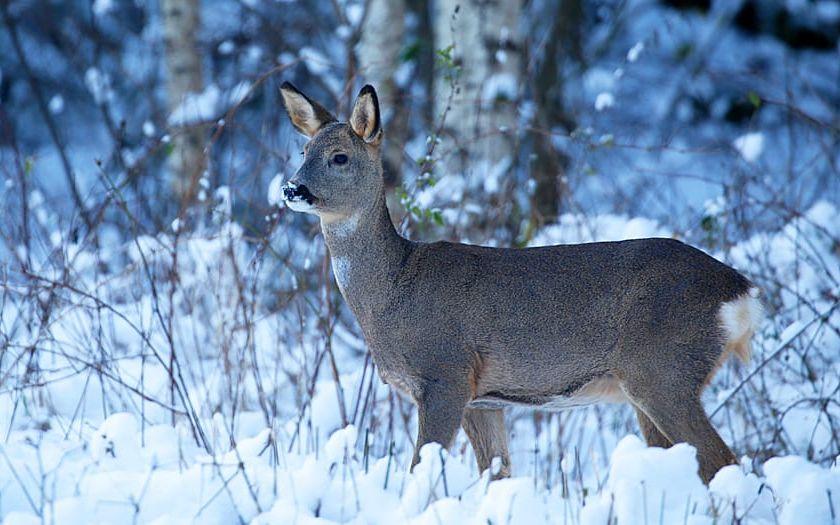 Nu stundar bistra tider för skogens djur. Bilden är tagen 21/11 mellan Ödsmål och Svenshögen.