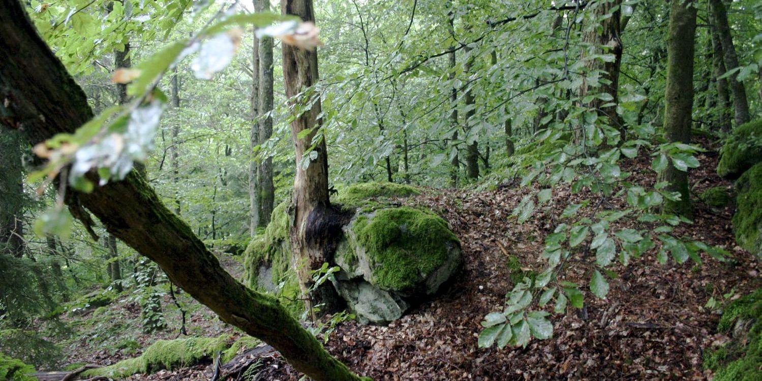 Forskningen blir allt samstämmig. Att röra sig i naturen bidrar till fysisk och psykisk hälsa. Det kan minska negativa känslor och stress, och stärka självkänslan. Det skriver Friluftsfrämjandet Region Väst i ett debattinlägg. Arkivbild