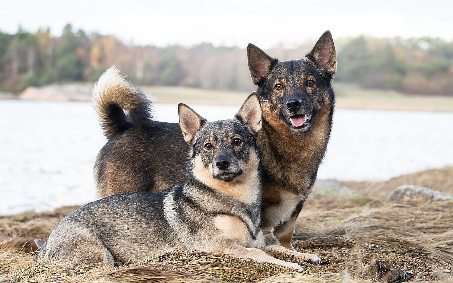 Fanny och Athos, västgötaspetsar från Varekilsnäs, kommer att pryda frimärken som ges ut i augusti. 
Foto:  Anna Wedin Andersson