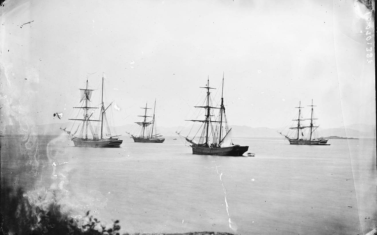 Segelfartyg på redden utanför Lysekil. Bilden är tagen på 1880- eller 1890-talet. Fotograf var ofattbart mångsidige Carl Curman – en renässansmänniska av ett slag som det är alldeles omöjligt att tänka sig i dag och som egentligen nog var omöjlig redan i slutet av 1880-talet. Curman var läkare, forskare, tecknare, arkitekt skulptör och fotograf – ett slags kraftverk som kunde användas till uppdrag i stil med att framställa porträttbyster på berömda professorer eller vikingar eller göra ritningarna till den första versionen av Sturebadet. Han var naturligtvis hedersledamot i Konstakademien. I ett bohuslänskt perspektiv är väl Carl Curman mest ihågkommen som badläkare i Lysekil. Hans fotografier är en av de viktigaste källorna till kunskap om skärgårdens miljöer under andra halvan av 1800-talet. 