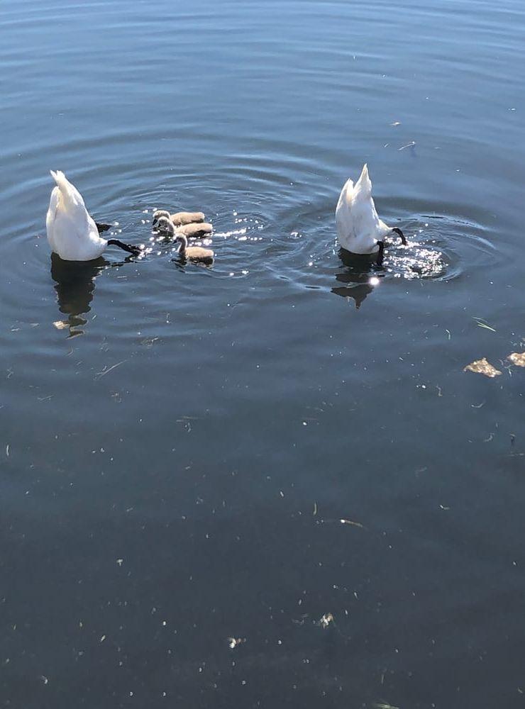 Ett svanpar lär sina ungar hur man fångar mat i Tubbeviken, Skärhamn.