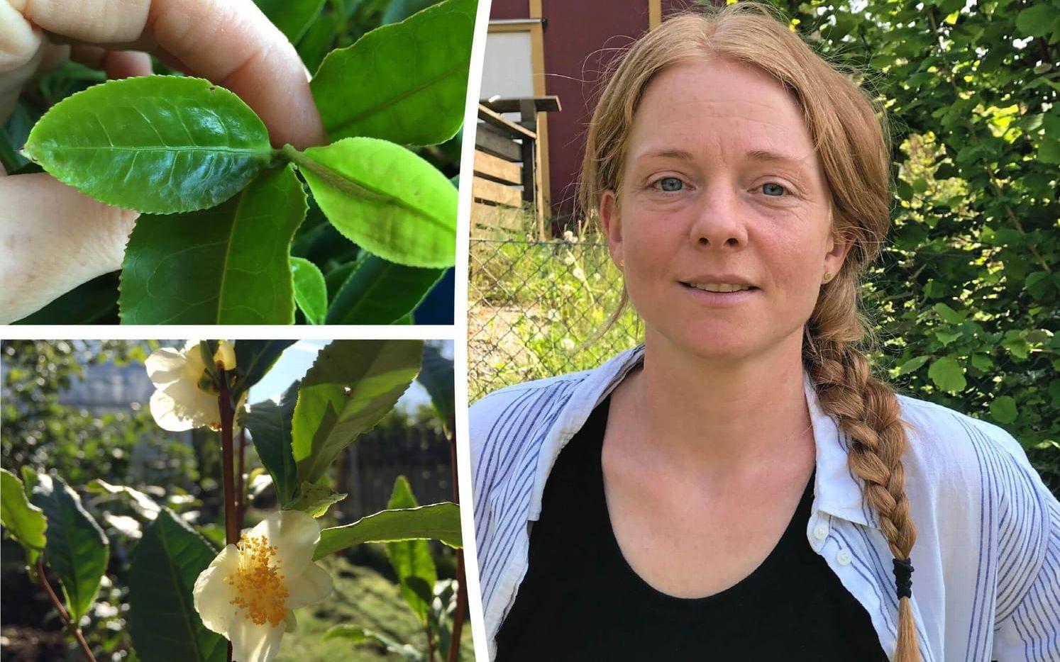 De översta två bladen och ett skott. Det som skördas på plantan och blir te, berättar Camilla Johansson Bäcklund. Och en Camellia Sinensis Sinensis när den blommar, vilket sker just nu,. Just nu faktiskt. 
Foto: Camilla Johansson Bäcklund och arkivfoto