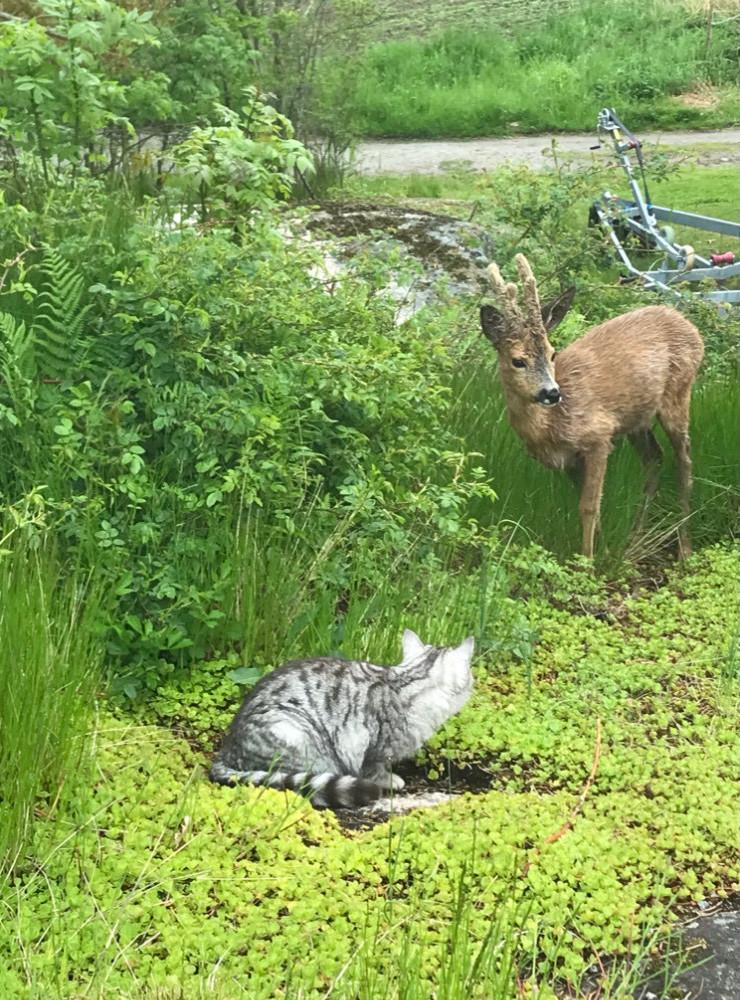 Min katt är nyfiken på ett för tamt rådjur på Norra Valsäng.