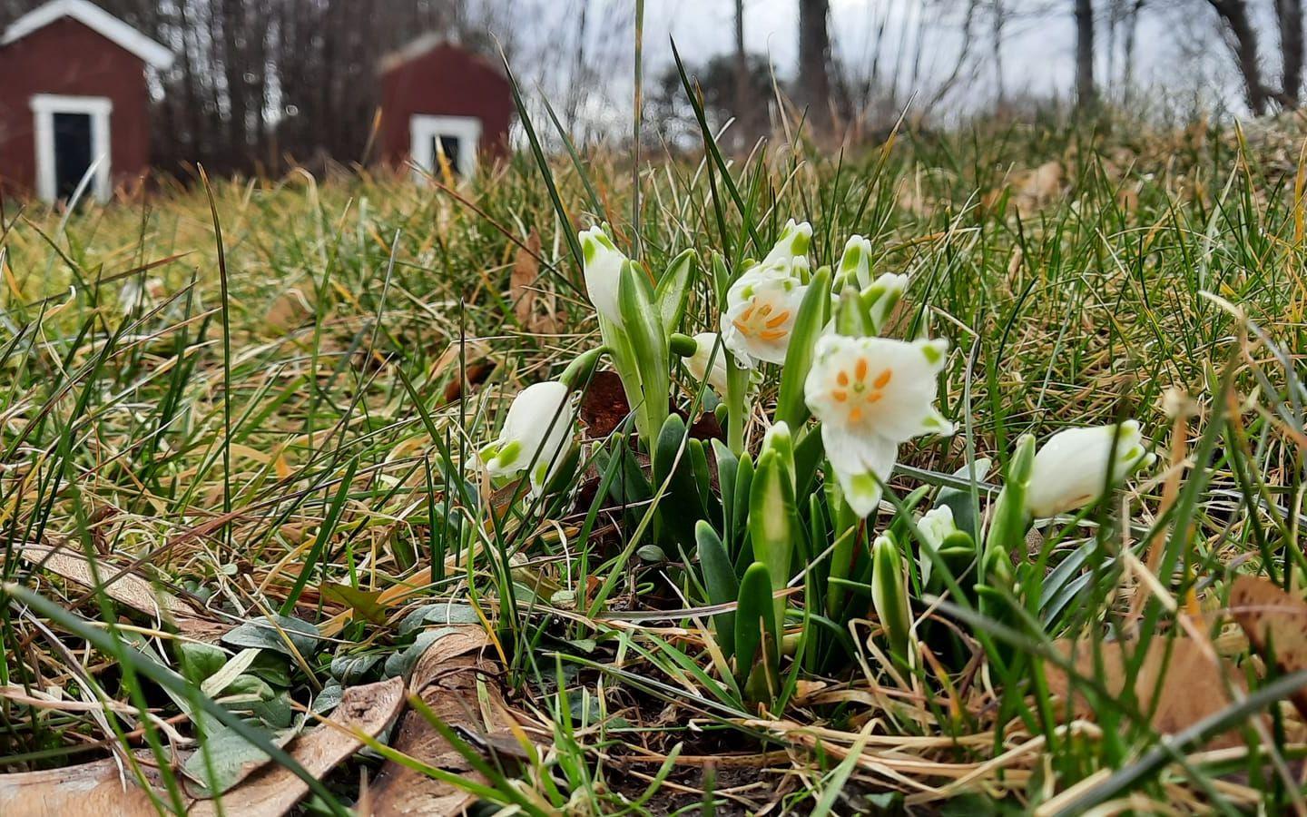 Fotograferat i Svanesund och Henån på Orust. En dimmig dag och en annan vårdag med blommor.