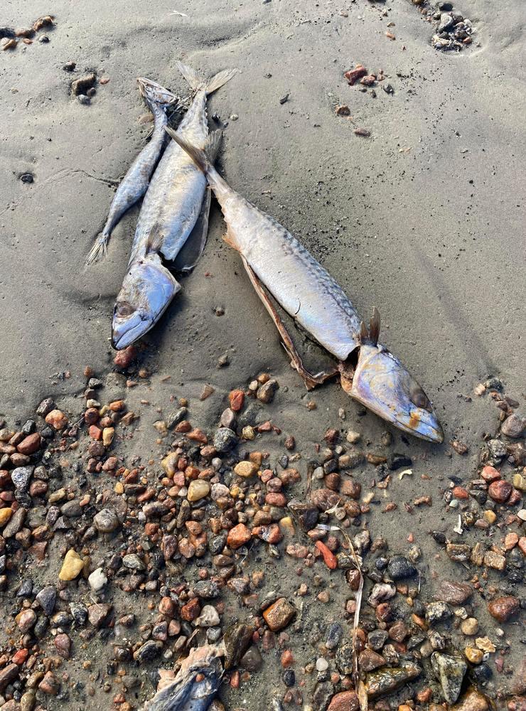 Alla makrillar är rensade och ligger i en stor hög, därför tror miljöenheten att fiskarna dumpats från landsidan och inte spolats upp från havet. 