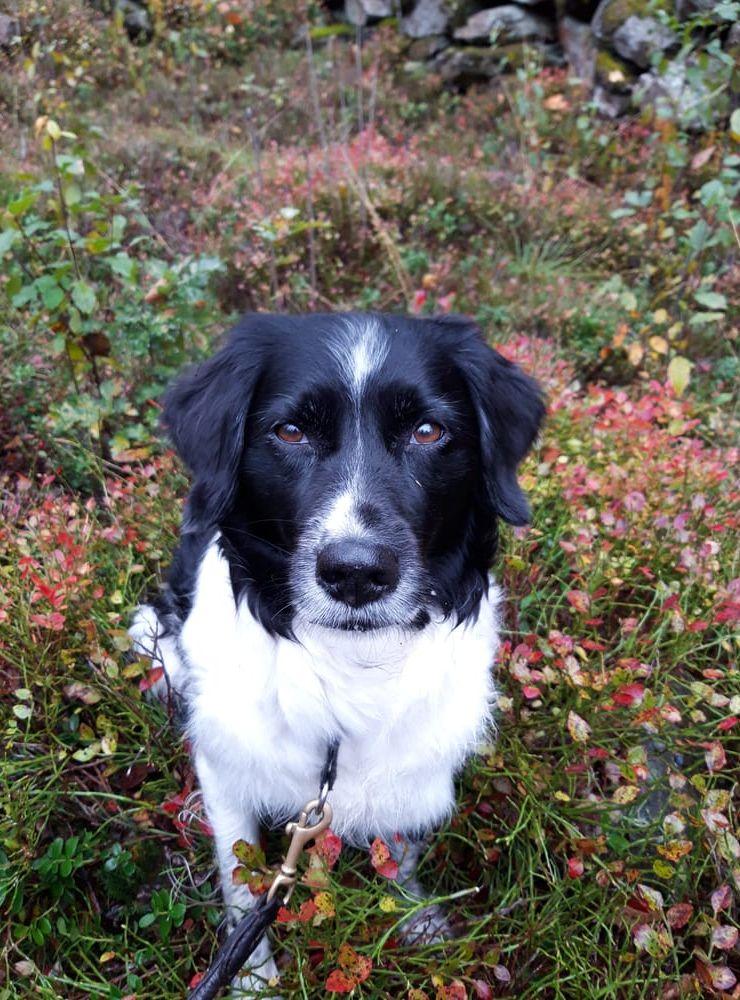 Nadites Klara en oktoberdag i blåbärsriset. Kultehamns naturstig på Orust.