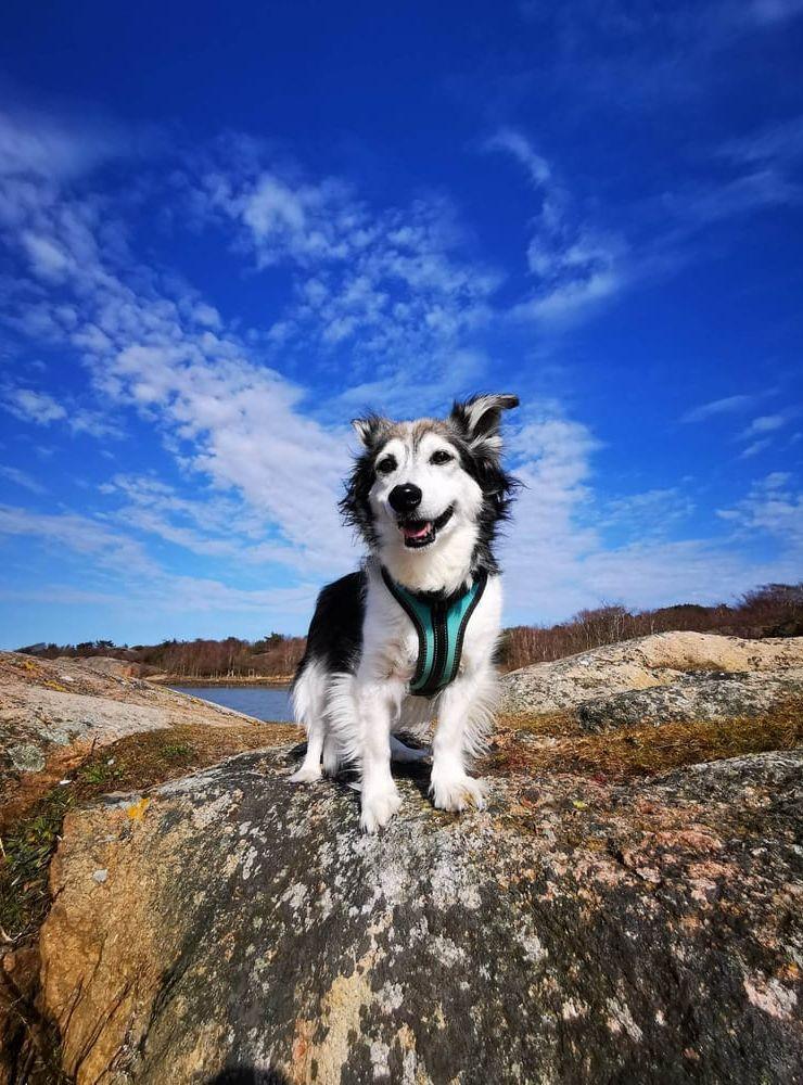 Love, vår 14 år gamla gogubbe. Bilden är tagen på Röra rump där Love fick leta påskägg som låg gömt på stranden. På bilden har han hittat sitt ägg och ätit upp gottet, man ser att han är nöjd.