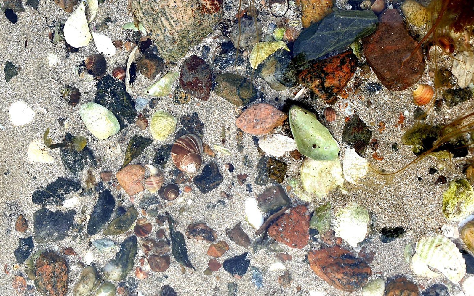 Under vattenytan vid strandkanten, Halsbäck, Tjörn.