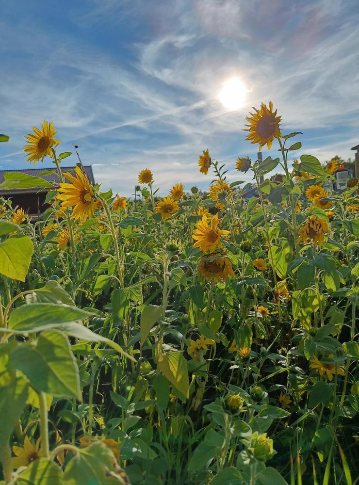 Sensommarsolar.